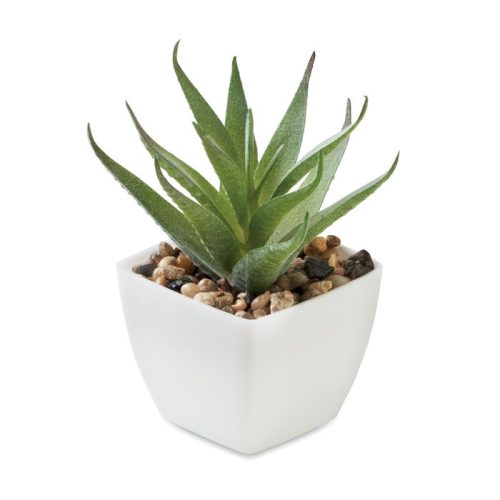 Mini műnövény, aloe ferox mill