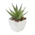 Mini műnövény, aloe ferox mill