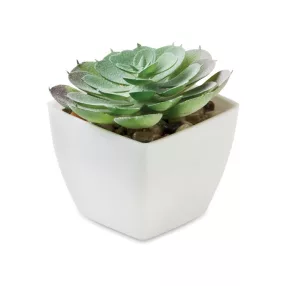 Mini műnövény, echeveria