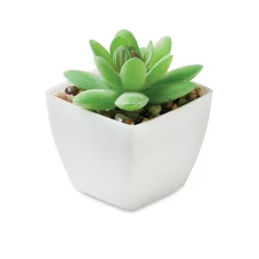 Mini műnövény, graptopetalum