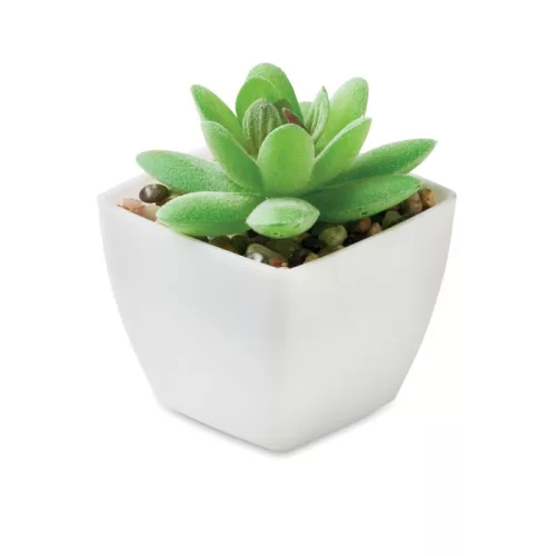Mini műnövény, graptopetalum